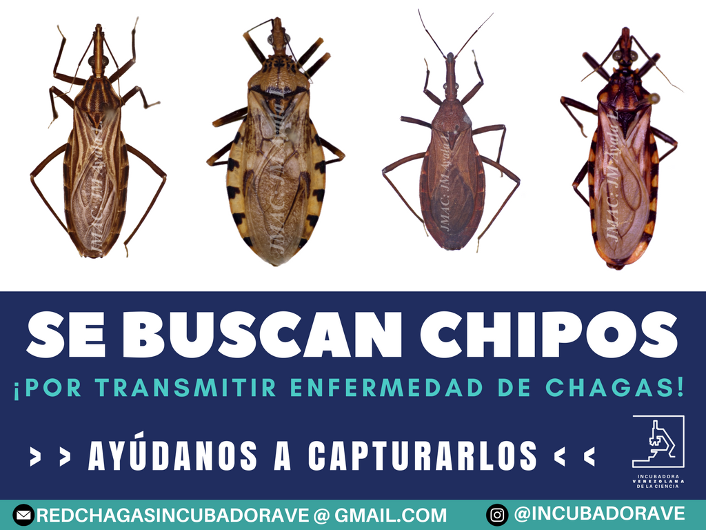 Alerta contra el Chipo