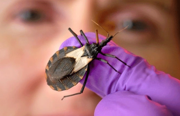 Chipo, principal vector del mal de Chagas
